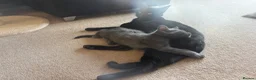 Mixed Breed cats for sale: grey tabby boy  - Advert 2