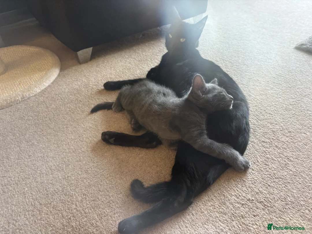 Mixed Breed cats for sale: grey tabby boy  - Advert 2