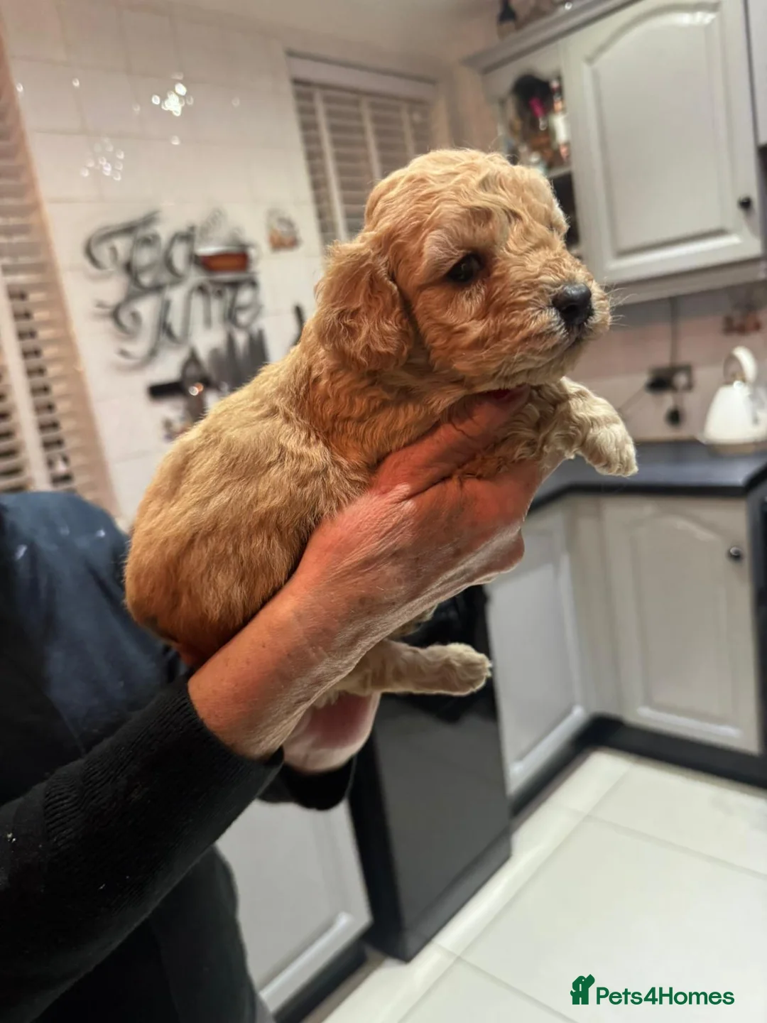 Cockapoo dogs for sale: Cockapoo Pups - Advert 1