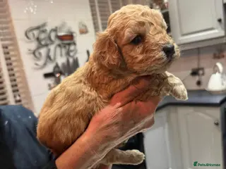 Cockapoo dogs Cockapoo Pups - Advert 1