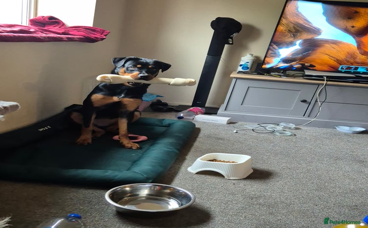 Rottweiler dogs - Advert 6