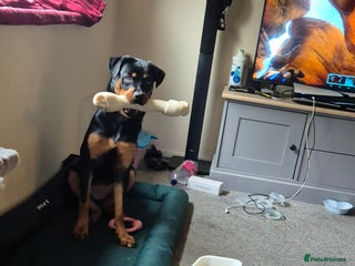 Rottweiler dogs - Advert 5