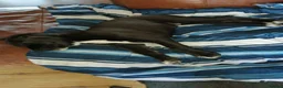 Mixed Breed dogs for sale: Trunks - Advert 4