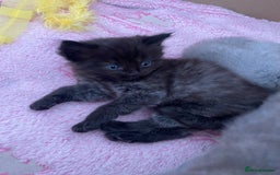 Ragdoll cats for sale: Ragdoll cross kittens - Image 8