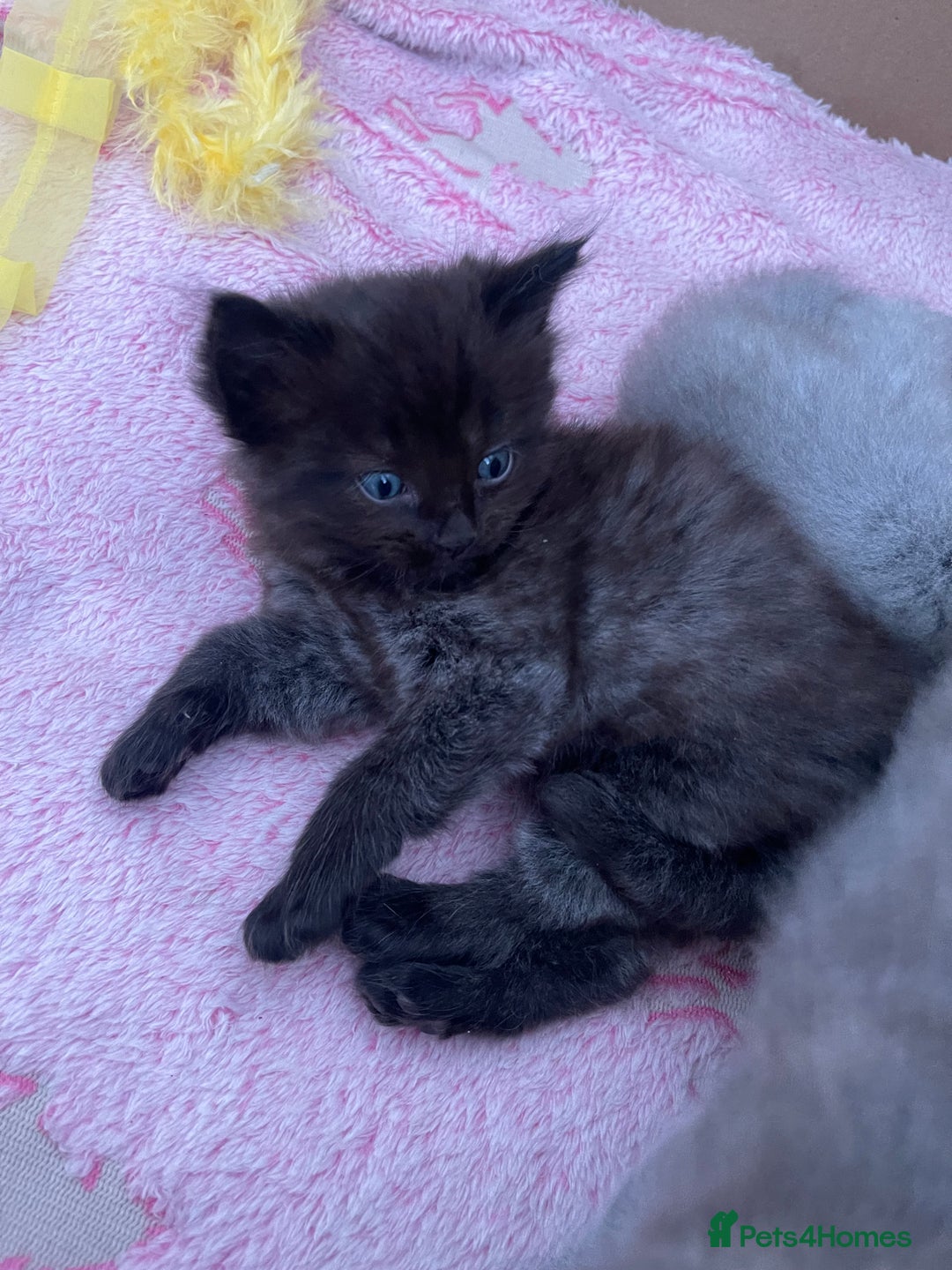 Ragdoll cats for sale: Ragdoll cross kittens - Image 8
