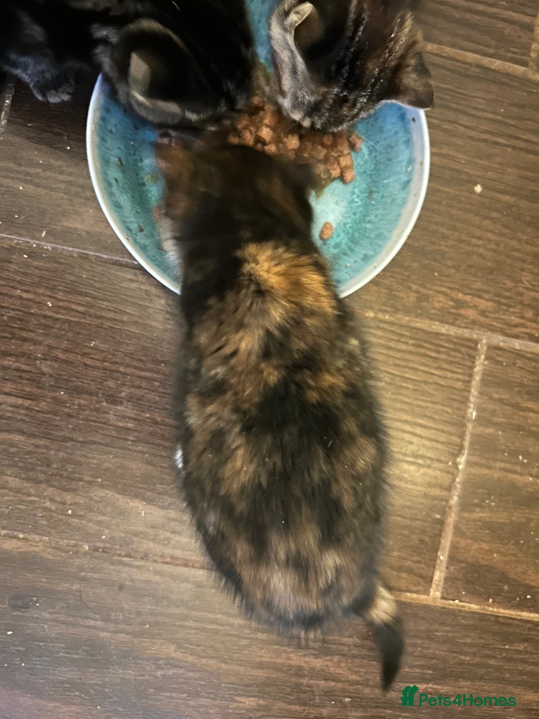 Mixed Breed cats for sale: Three beautiful kittens - Advert 7