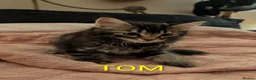 Domestic Shorthair cats for sale: READY TO LEAVE NOW🩵🩷 - Advert 10