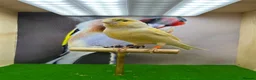 Canaries birds for sale: Red mosaic canary  - Advert 8