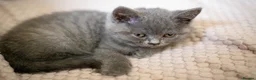 British Shorthair cats for sale: GCCF Registered Pedigree Kittens Ready To View Now in Swansea - Advert 10