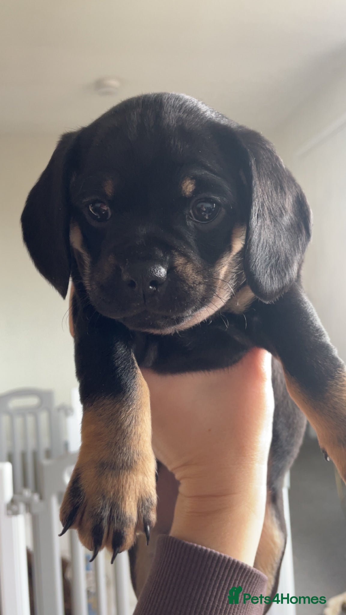 Mixed Breed dogs Beautiful litter of Daugs - Advert 8