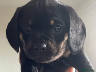 Mixed Breed dogs Beautiful litter of Daugs - Advert 8