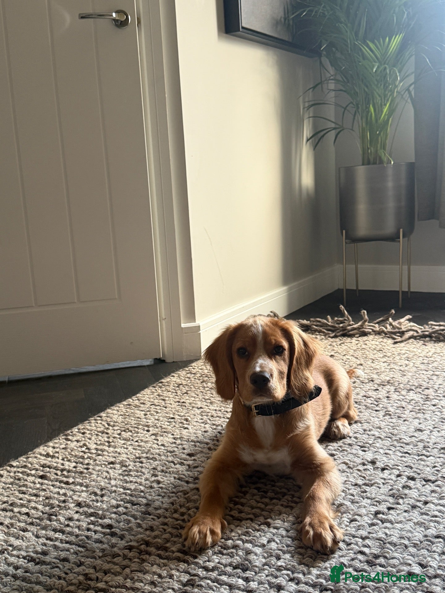 Cocker Spaniel dogs Beautiful working cocker  - Advert 1