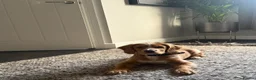 Cocker Spaniel dogs for sale: Beautiful working cocker  in Newcastle upon Tyne - Advert 1