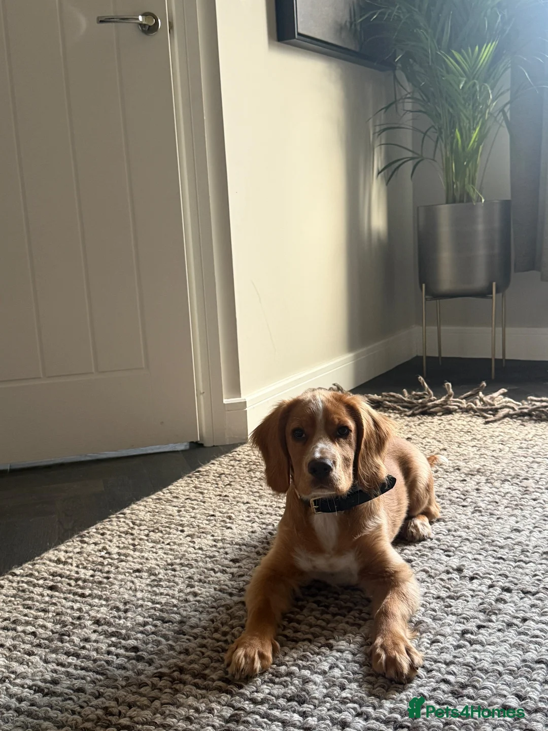 Cocker Spaniel dogs for sale: Beautiful working cocker  in Newcastle upon Tyne - Advert 1