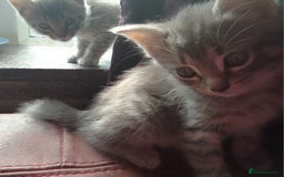 Mixed Breed cats for sale: Awesome Spotty Dotty Silver  Blue Bengal x Kittens - Image 31