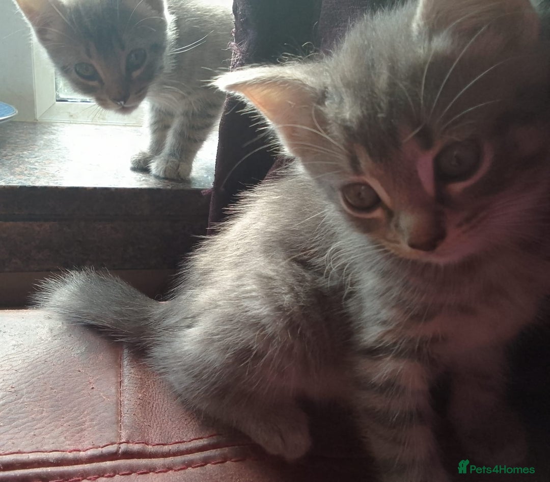 Mixed Breed cats for sale: Awesome Spotty Dotty Silver  Blue Bengal x Kittens - Image 31