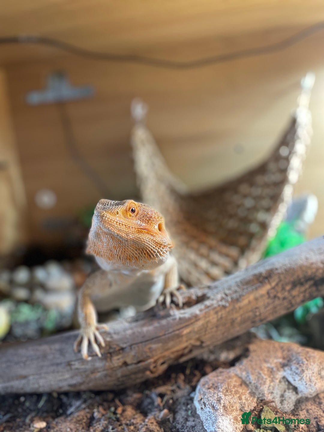 Bearded Dragon reptiles for sale: Bearded Dragon 20 months old  - Image 9