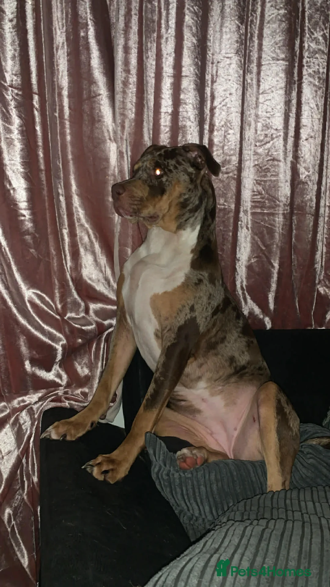 Mixed Breed dogs for sale: American bully mixed  in Runcorn - Advert 1