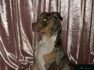 Mixed Breed dogs American bully mixed - Advert 9