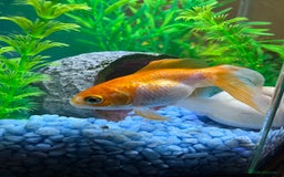 Goldfish fish for sale: 2 Goldfish, 2 Shrimp, Tank and Accessories - Image 2