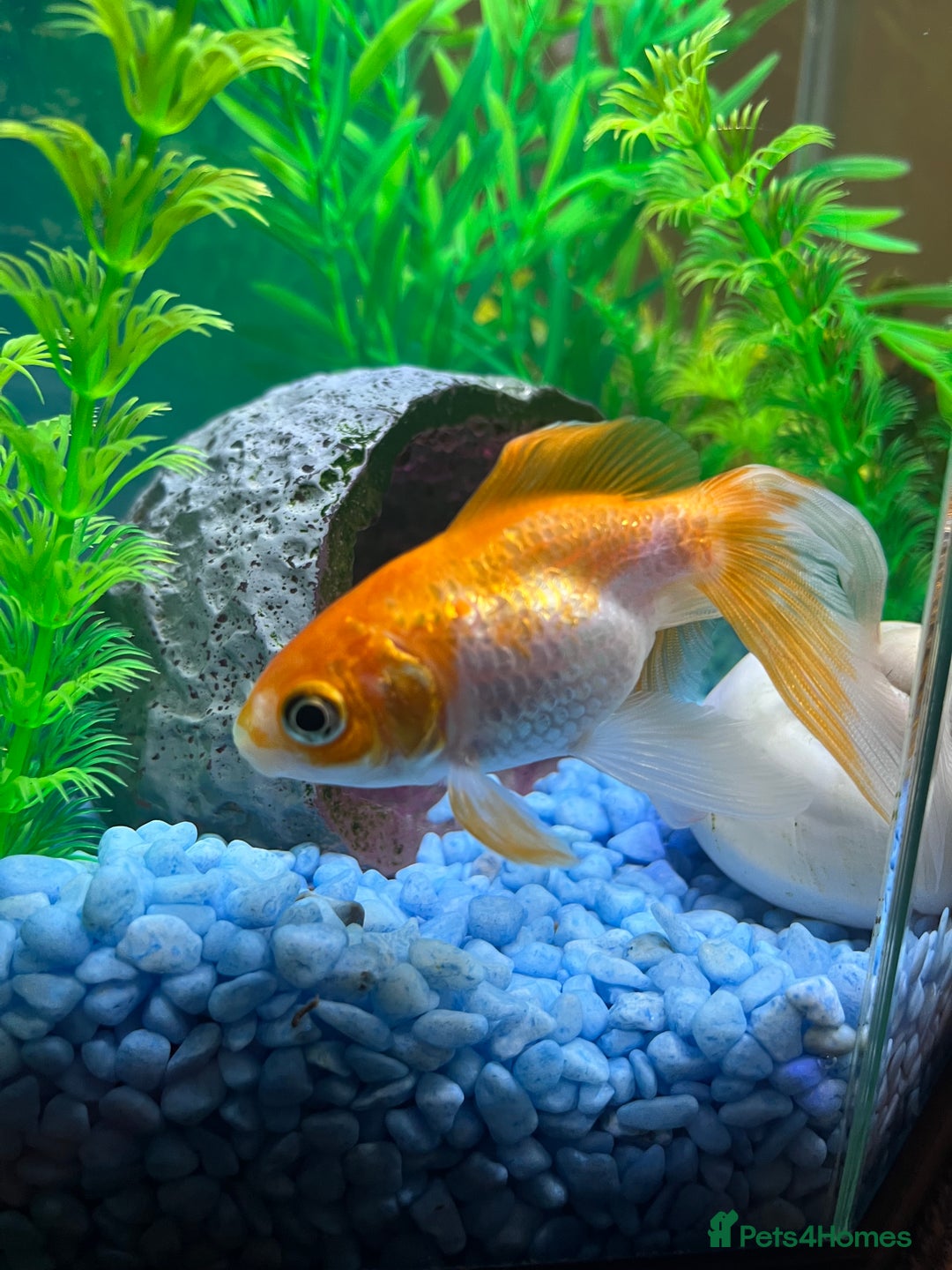 Goldfish fish for sale: 2 Goldfish, 2 Shrimp, Tank and Accessories - Image 2