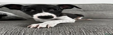 Whippet 2
