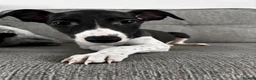 Whippet dogs for sale: TWO STUNNING BLACK & WHITE BOYS  in Worcester - Advert 5