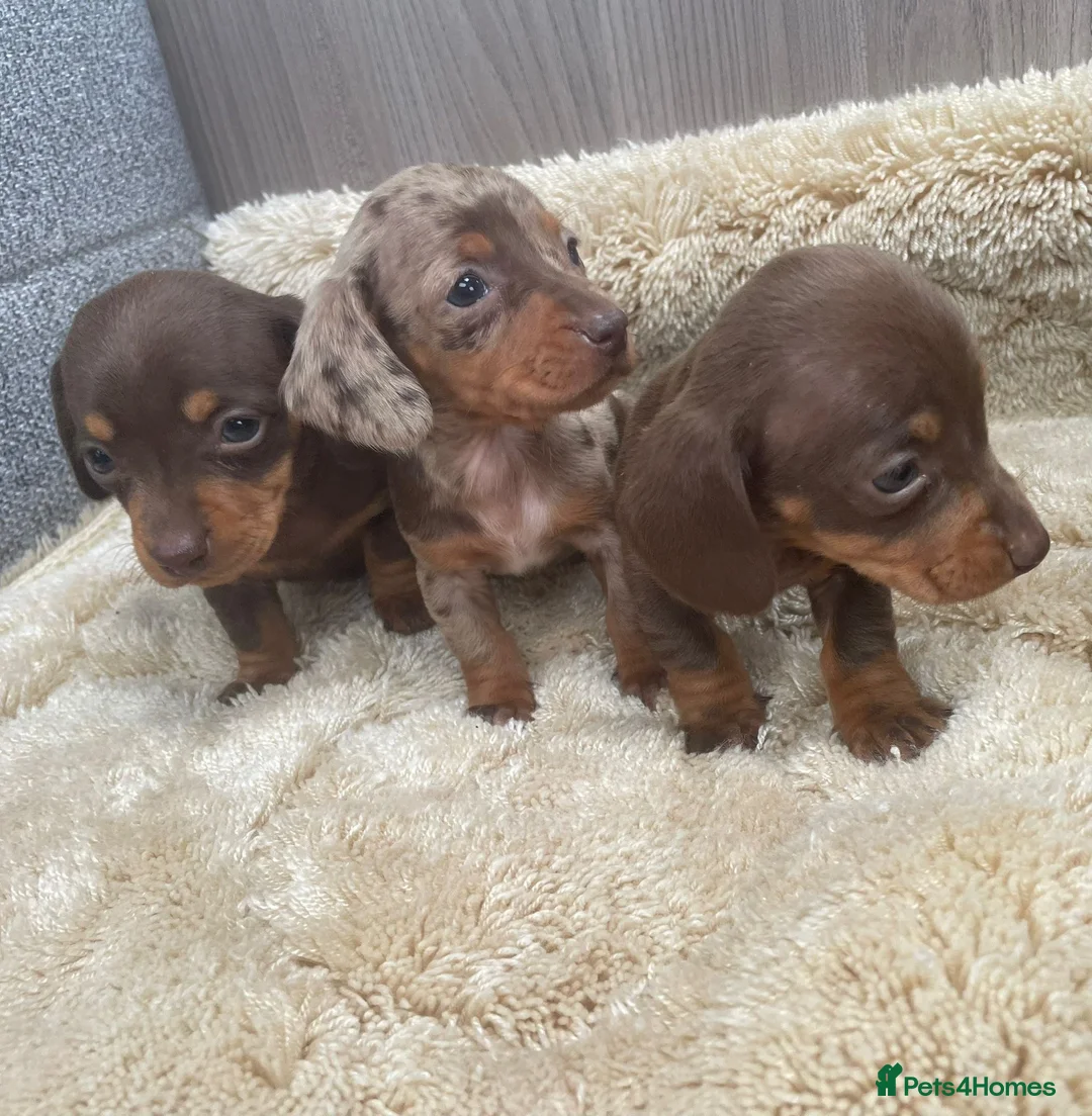 Miniature Dachshund dogs for sale: Miniature dachshund - Advert 16