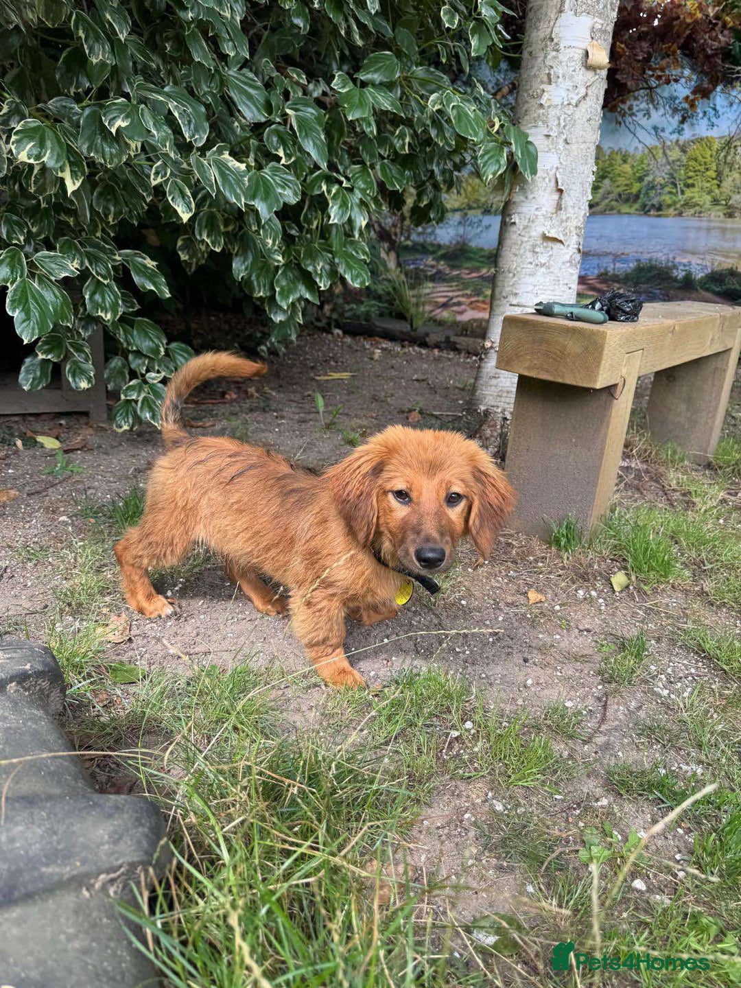 Mixed Breed dogs for adoption: MAGGIE -Friendly girl/4 months/loves dogs & kids - Image 9