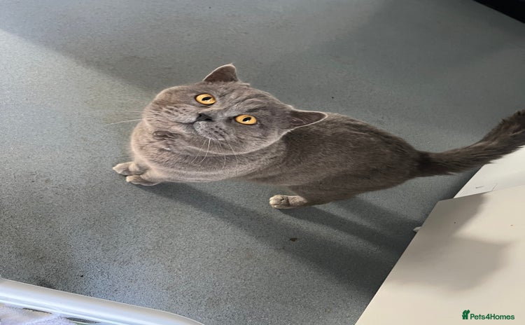 British Shorthair cats - Advert 14