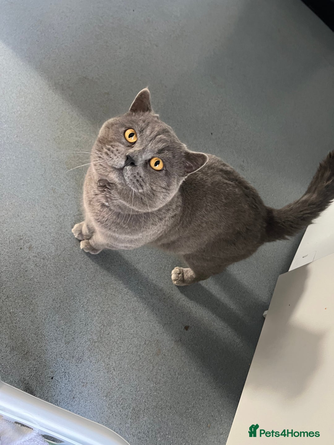 British Shorthair cats for sale:  British shorthairs  - Image 1