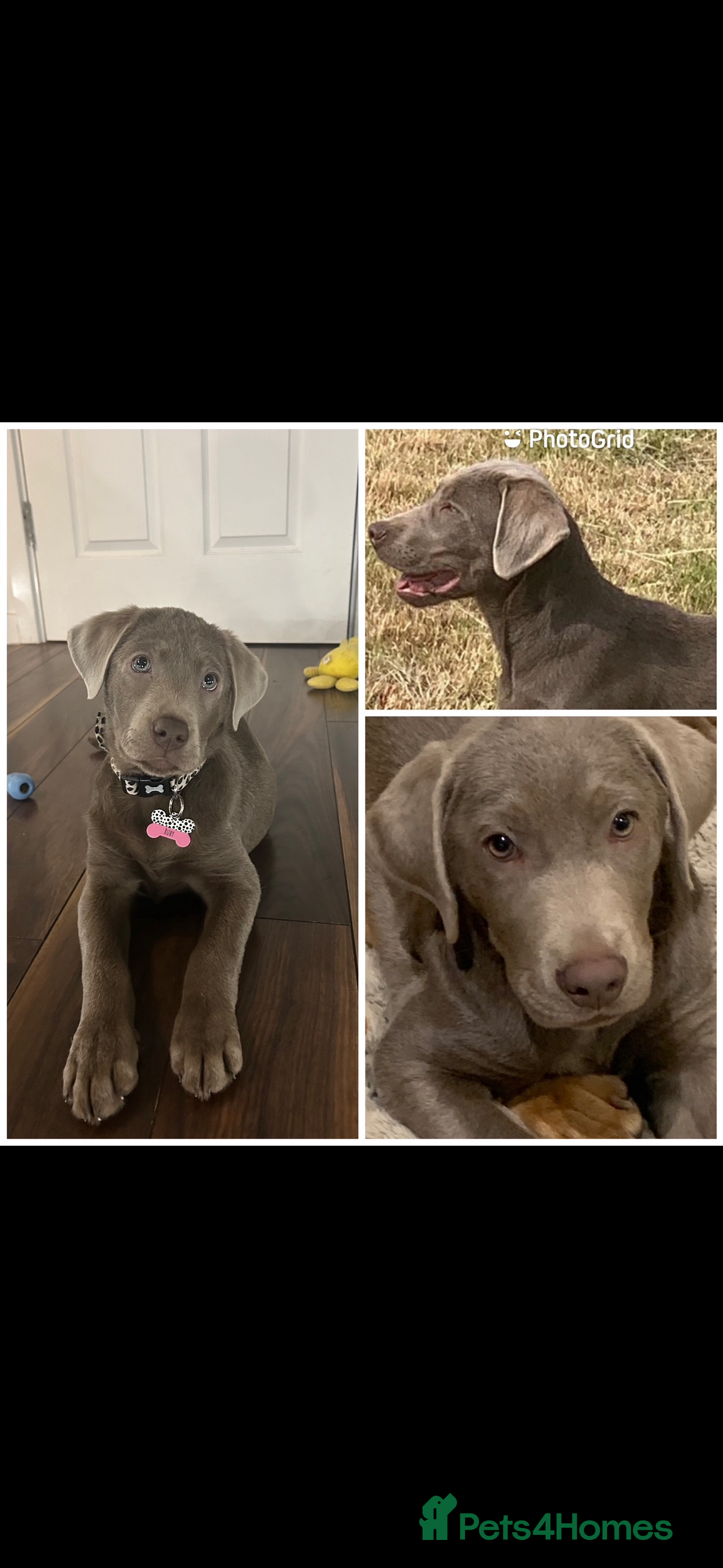 Labrador Retriever dogs STUNNING SILVER LABRADOR PUOS  - Advert 15