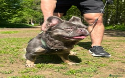French Bulldog dogs for stud: Mr Chulo - Lilac Full Fluffy Intro price - Image 1