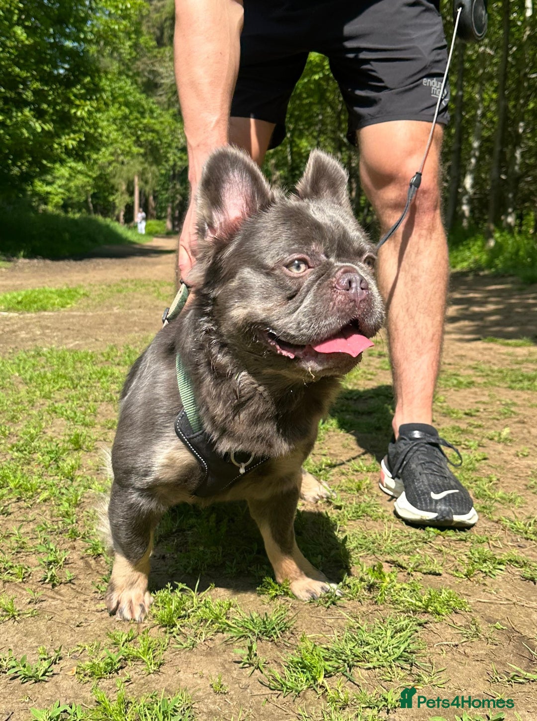 French Bulldog dogs for stud: Mr Chulo - Lilac Full Fluffy Intro price - Image 1