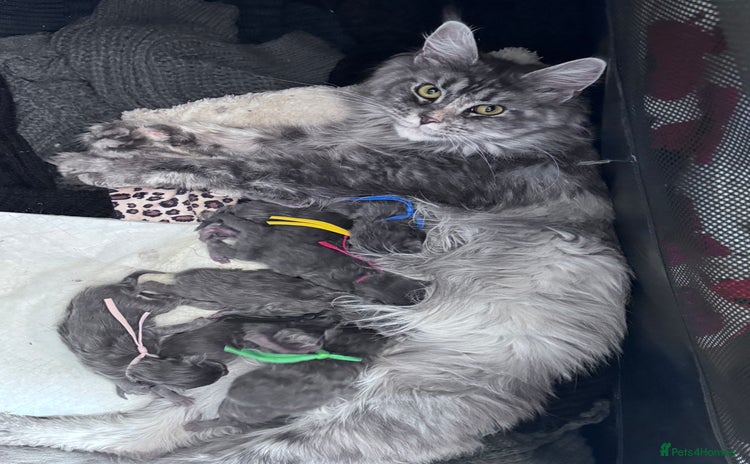 Maine Coon cats in Tring - Advert 7