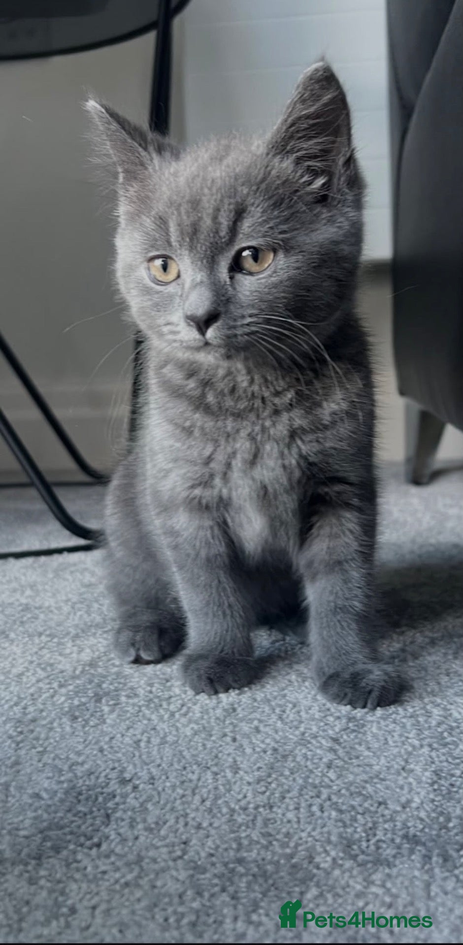 British Shorthair cats British short hair  - Advert 6
