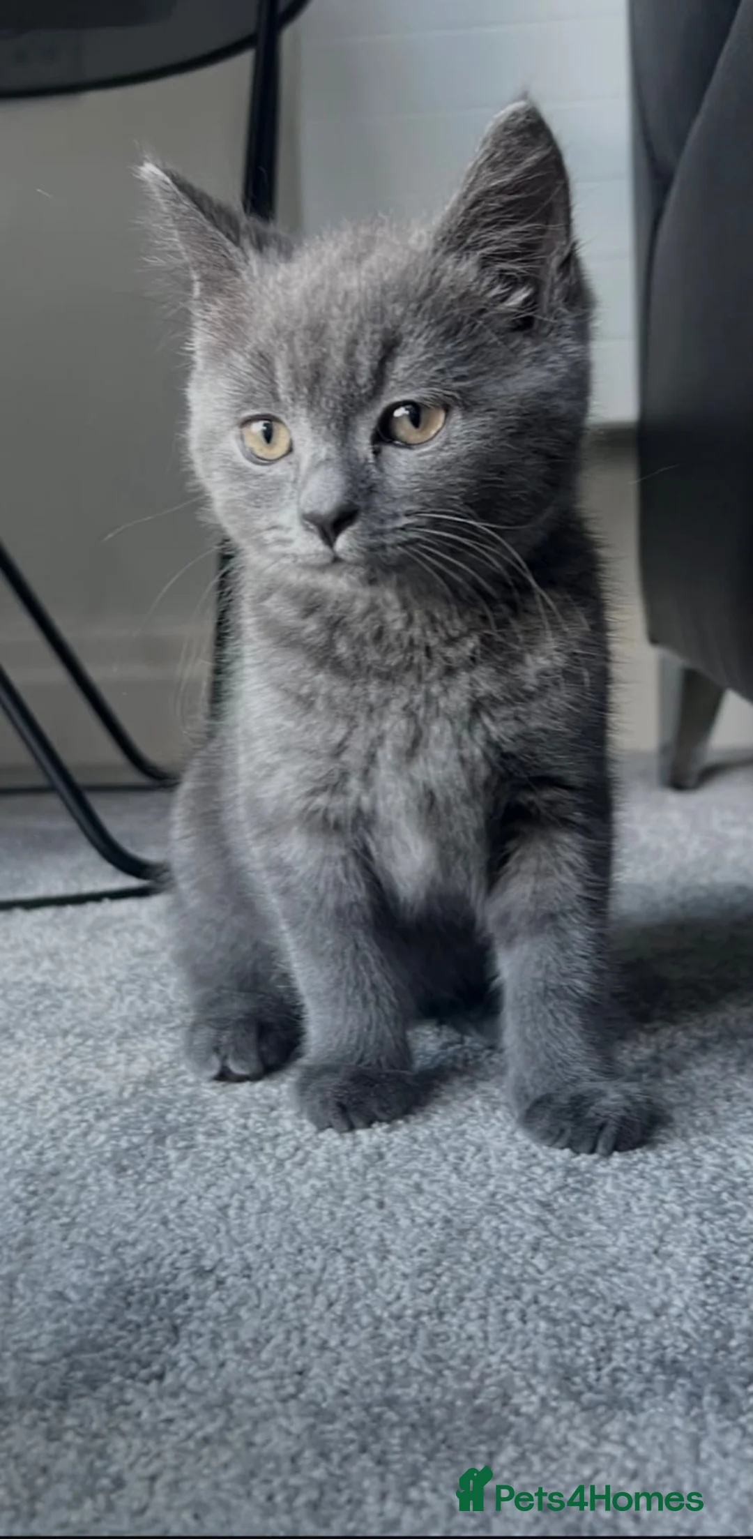 British Shorthair cats for sale: British short hair  in Nelson - Advert 1