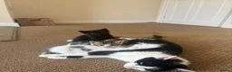 Mixed Breed cats for sale: Kitten in Taunton - Advert 3