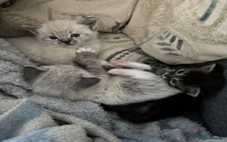 Mixed Breed cats for sale: Friendly kitten for sale - Image 10
