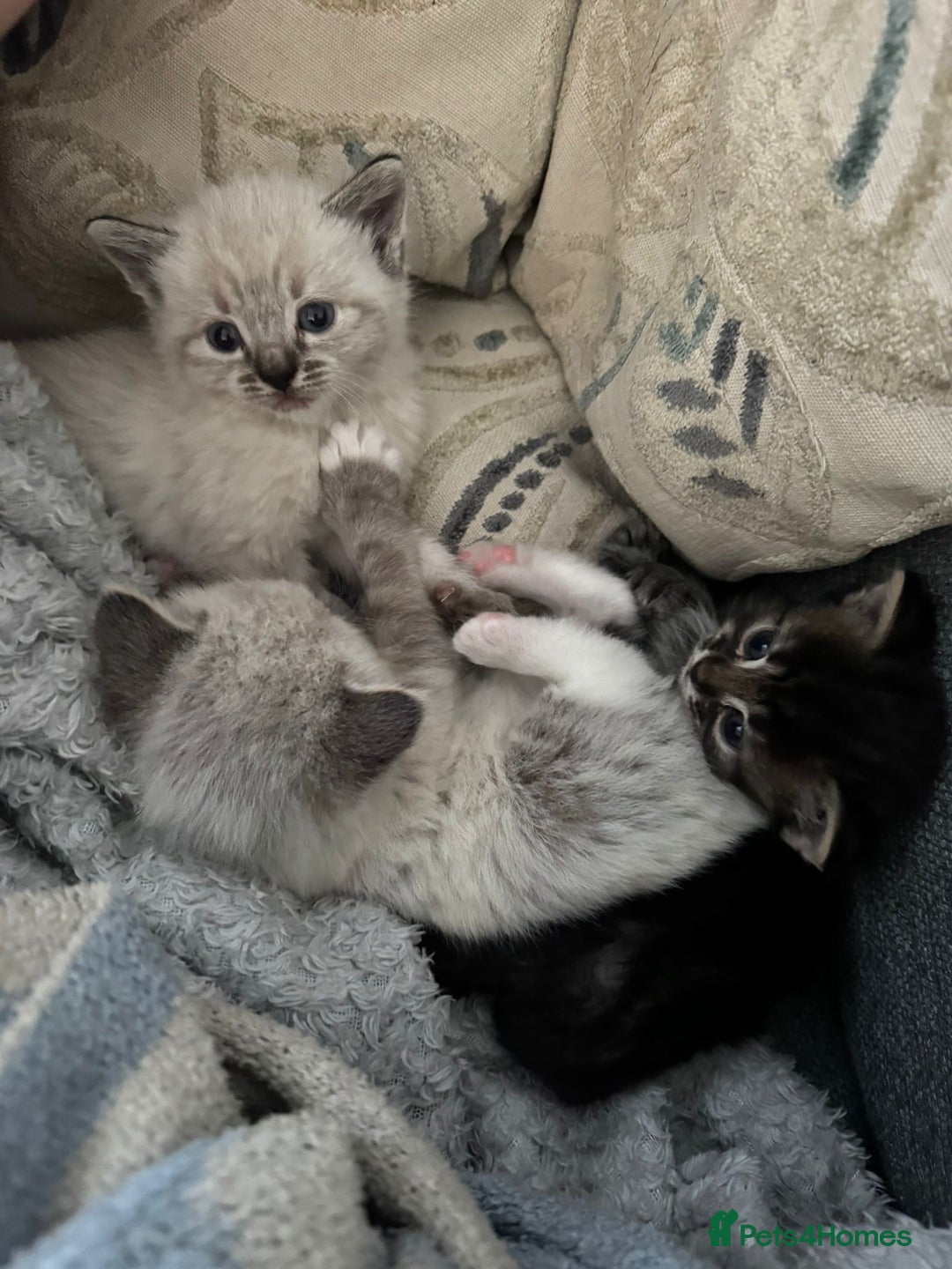 Mixed Breed cats for sale: Friendly kitten for sale - Image 10