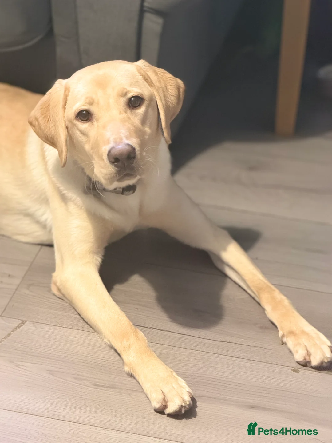 Labrador Retriever dogs for sale: 9 month old Labrador  - Advert 1