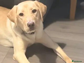 Labrador Retriever dogs 9 month old Labrador - Advert 1