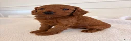 Cockapoo dogs for sale: LICENSED BREEDER HEALTH TESTED COCKAPOOS  - Advert 3