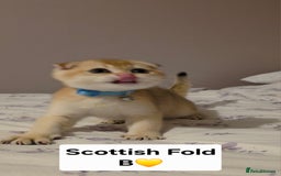 Scottish Fold cats for sale: Purebred Golden chinchilla TICA registered - Image 10