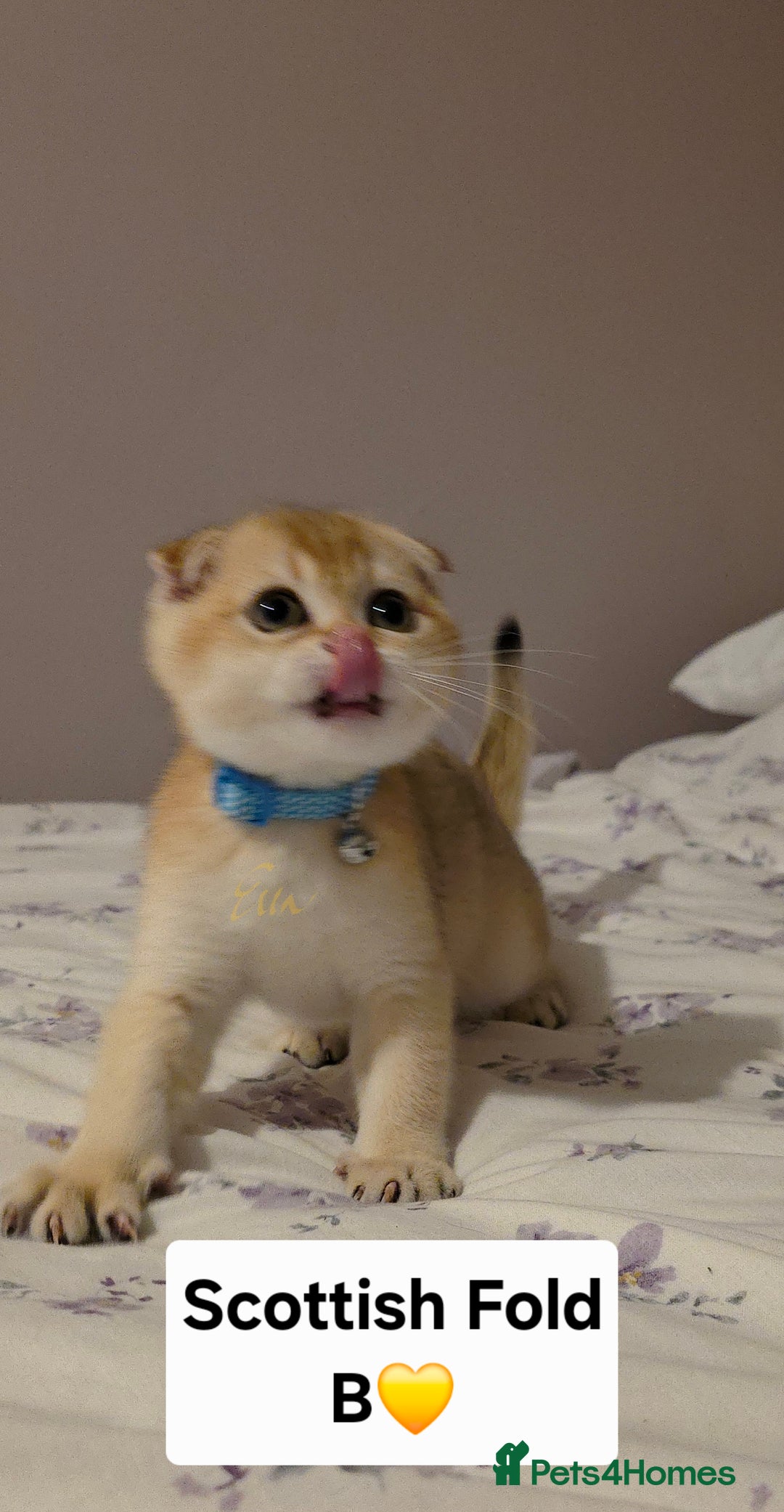 Scottish Fold cats for sale: Purebred Golden chinchilla TICA registered - Image 10