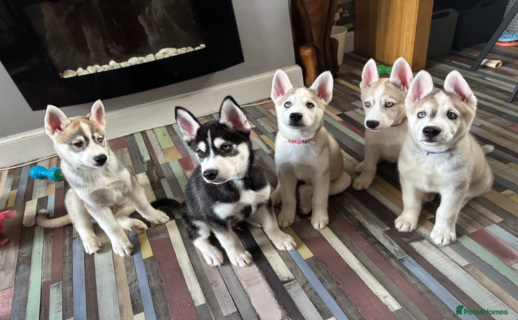Siberian Husky dogs - Advert 3