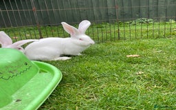 Continental Giant rabbits for sale: 2 male continental giants left - Image 14