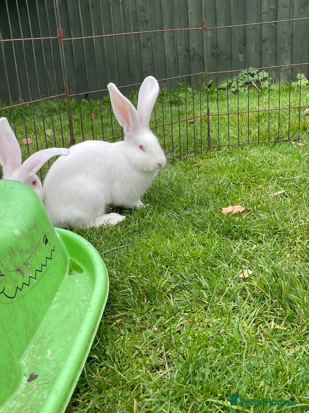 Continental Giant rabbits for sale: 2 male continental giants left - Image 14