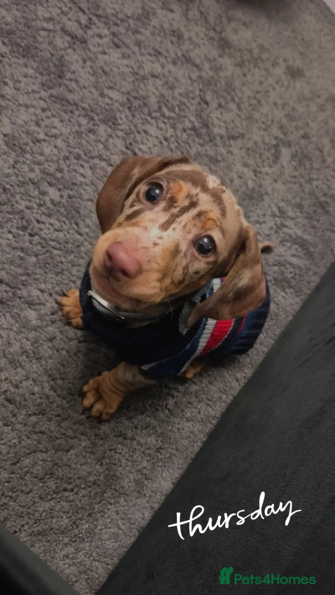 Miniature Dachshund dogs for sale: 14 week old miniature dachshund - Advert 4