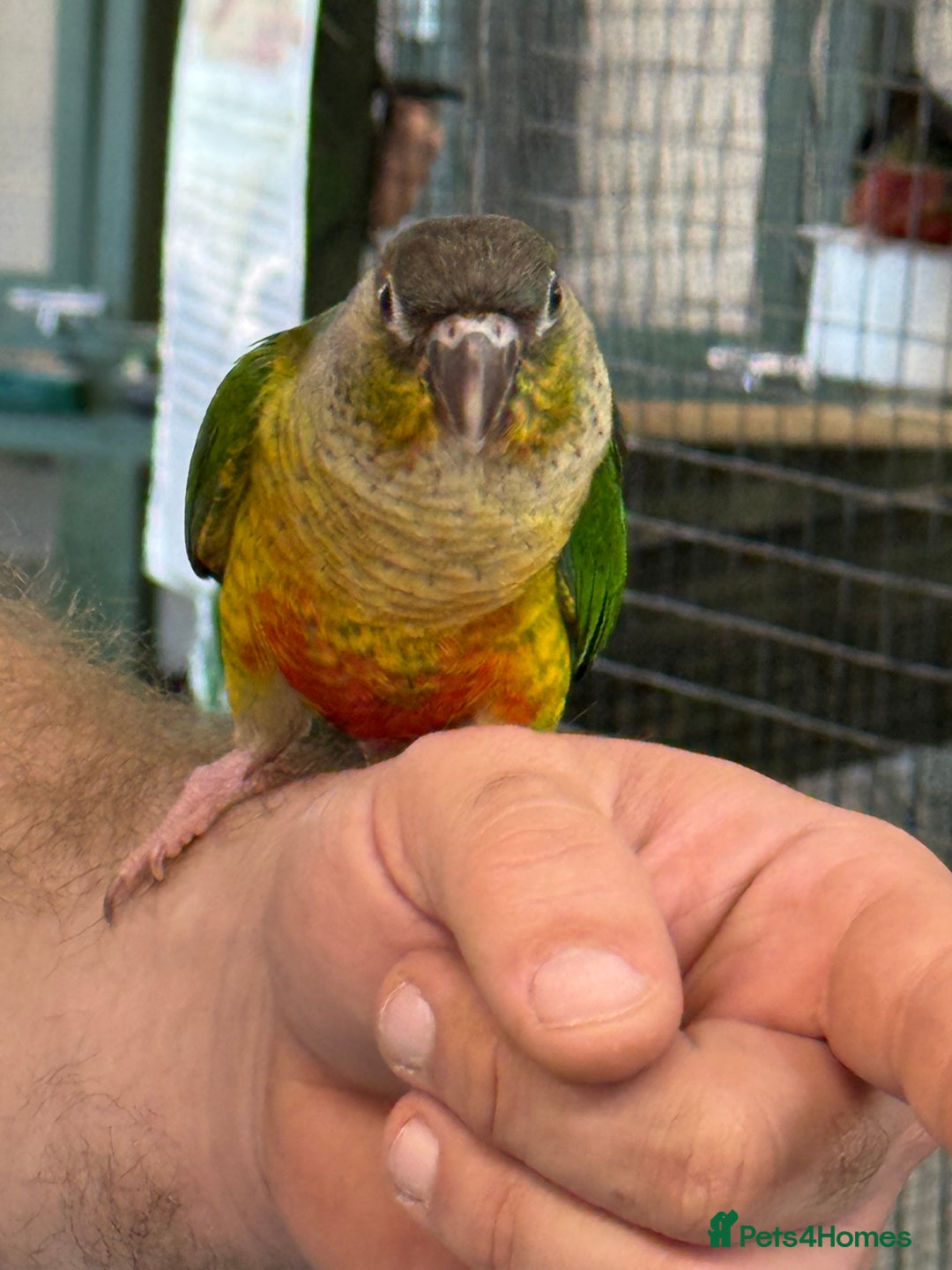 Conures birds for sale: Hand rear baby conures  - Image 5